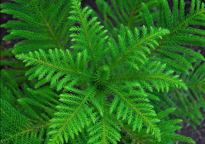 Араукария часто выращивается в домашних условиях и характеризуется приятным хвойным запахом